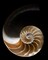 Nautilus Iii Poster Print by William Neill - Item # VARPDXWN230